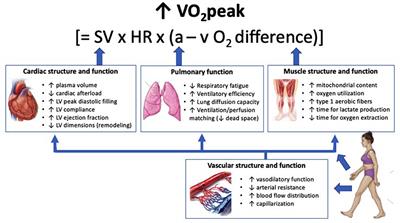 Frontiers | Optimizing Outcomes In Cardiac Rehabilitation: The ...